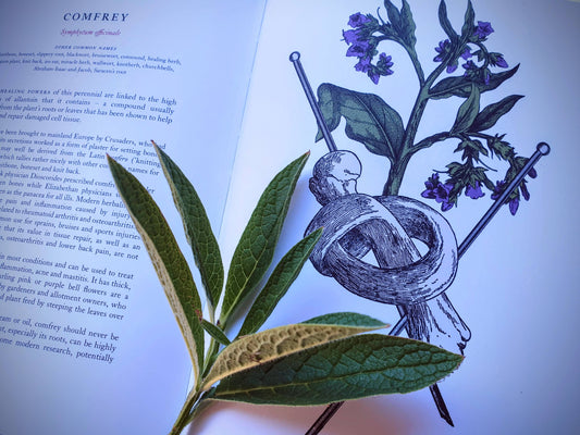 Comfrey with image from The Physick Garden