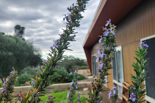 Remember your Rosemary