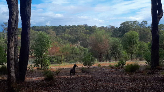 Land for Wildlife