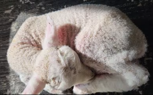 Bottle feeding lambs and kids