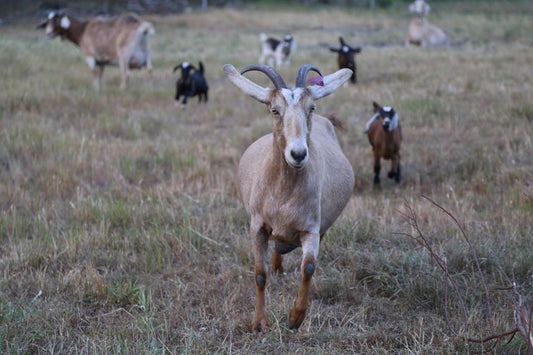 All the baby goats