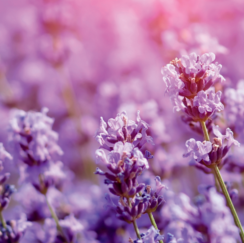Love this Place Essential Oil Blend - Floral -15ml
