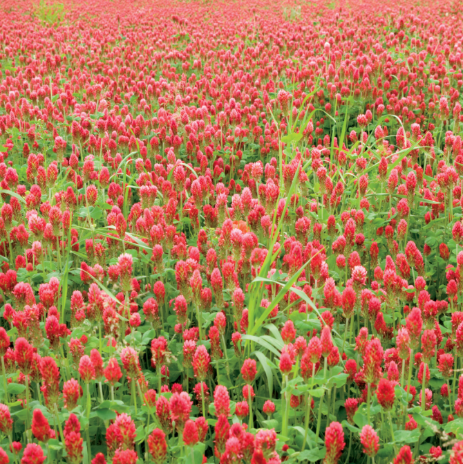 Love this Place Essential Oil Blend - Meadow -15ml