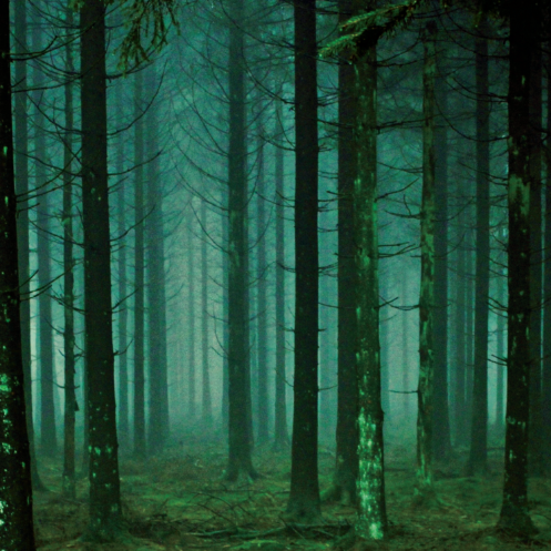 Love this Place Essential Oil Blend - Forest -15ml