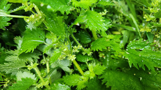 Grasping the nettle