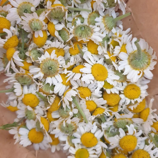 Chamomile, the ancient, natural skincare soother.