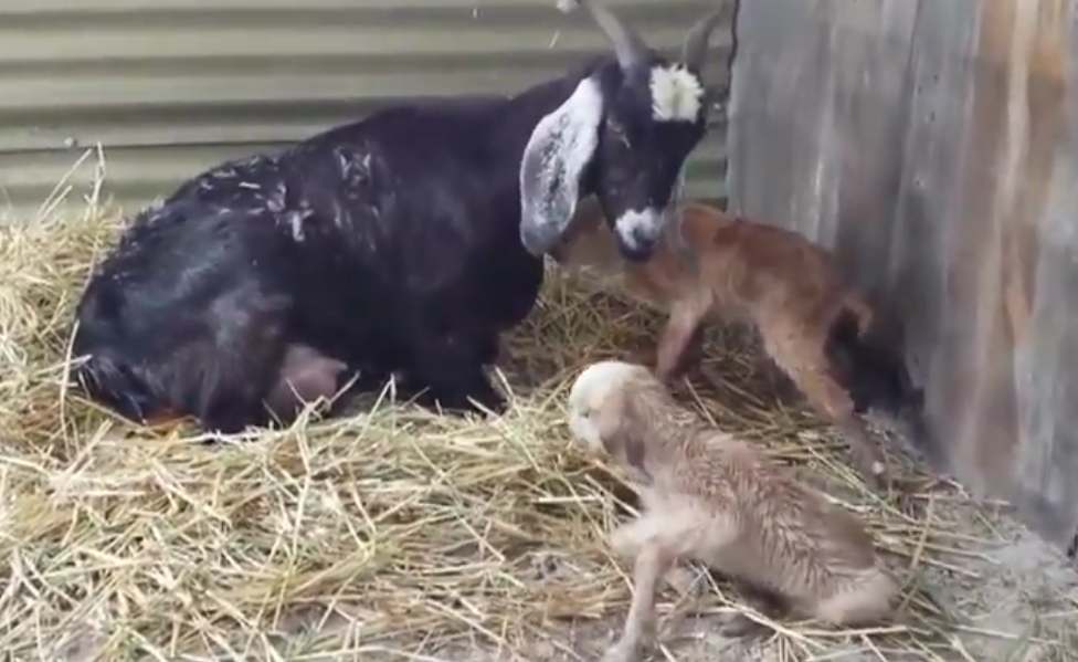 Load video: First baby goats in 2013