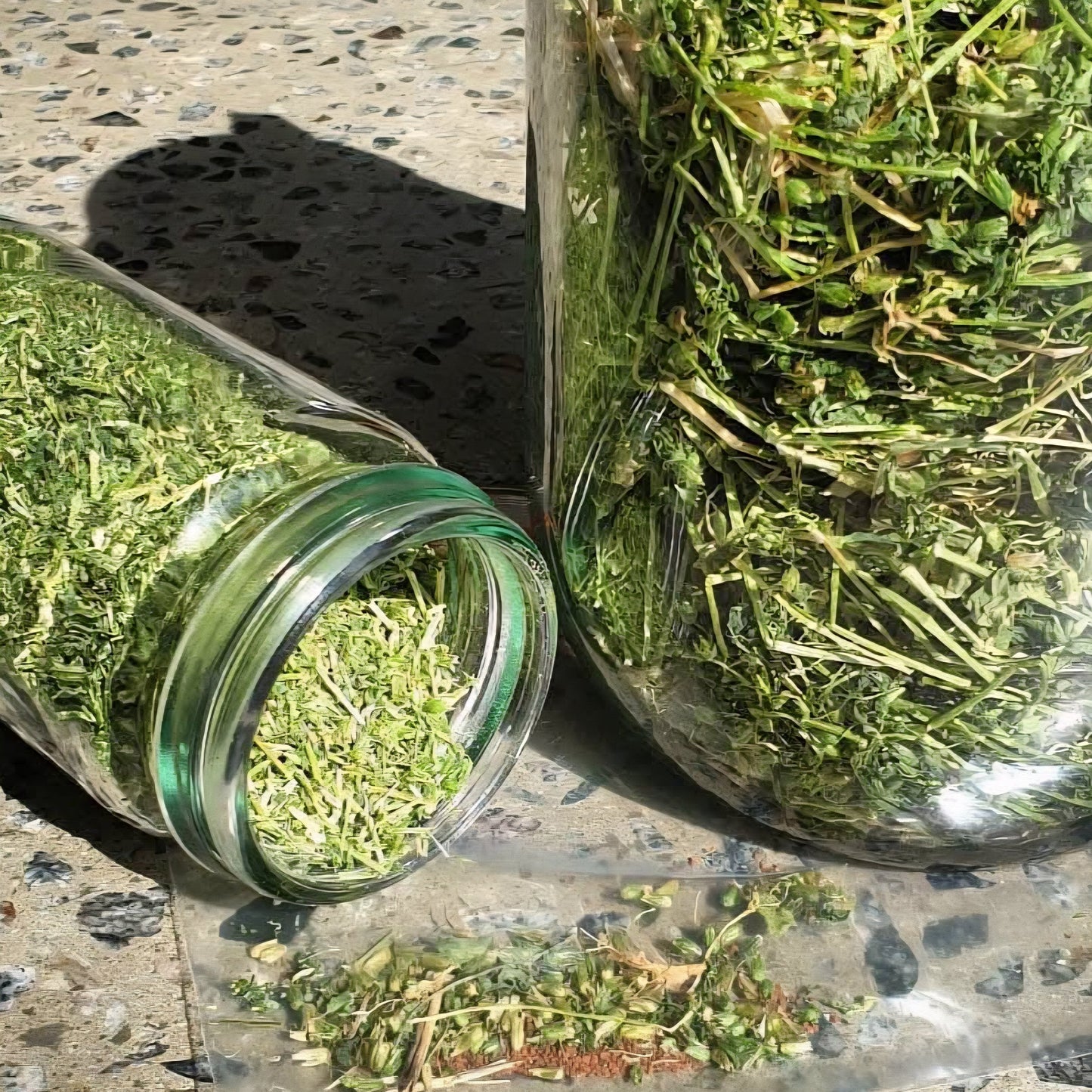 CHACHI Chamomile & Chickweed Balm