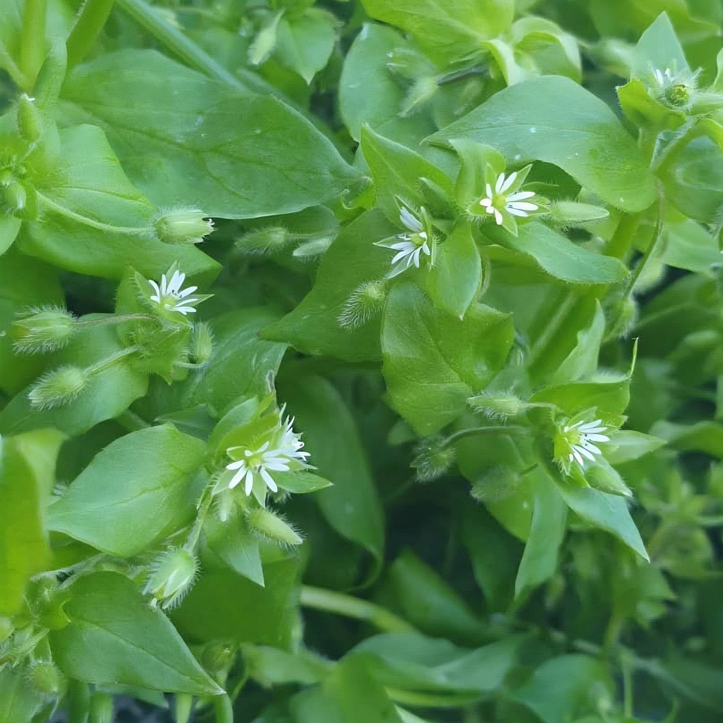 CHACHI Chamomile & Chickweed Balm